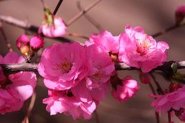 小桃紅[梅花品種]