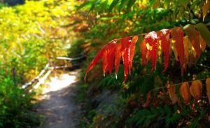 花木腦村 花木腦村
