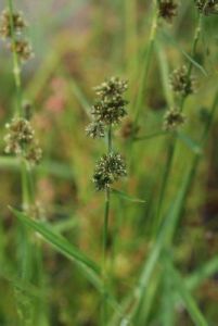 毛芙蘭草 毛芙蘭草