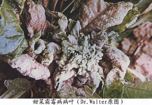 甜菜霜霉病 甜菜霜霉病