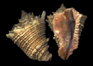 犬齒螺科 犬齒螺科