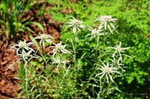 香芸火絨草 香芸火絨草