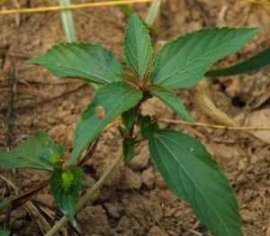 木本鐵莧菜 木本鐵莧菜