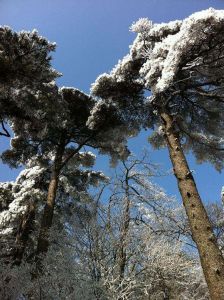 松柏參天 松柏參天