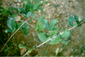 毛枝錦雞兒 毛枝錦雞兒