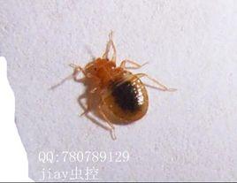 溫帶臭蟲 溫帶臭蟲