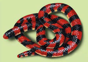 紅蛇