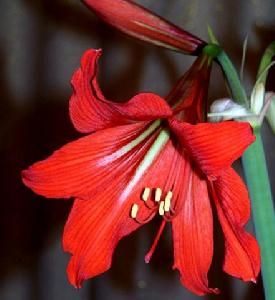 雜種孤挺花 雜種孤挺花