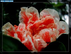 瑪瑙石榴 瑪瑙石榴