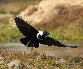 白頸烏鴉 白頸烏鴉