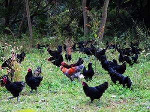 城口山地雞 城口山地雞