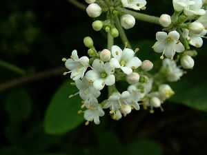 長圓莢蒾 長圓莢蒾