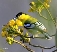 白頦棘尾雀 白頦棘尾雀