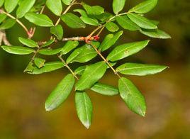 卷邊花楸 卷邊花楸