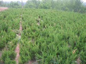 九鼎苗木 九鼎苗木