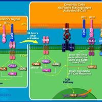 外源性抗原 外源性抗原