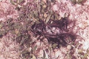 北京油葫蘆 北京油葫蘆