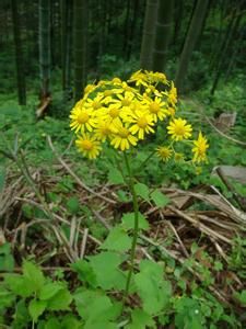 鄂西蒲兒根 鄂西蒲兒根