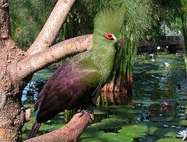 綠冠蕉鵑 綠冠蕉鵑