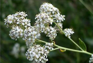 鹽獨荇菜 鹽獨荇菜