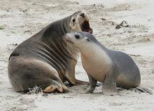 澳大利亞海獅