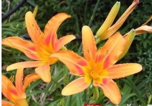 黃花漏蘆 黃花漏蘆