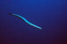 半環扁尾海蛇
