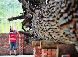 天價烏木案 天價烏木案