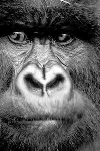 山地大猩猩的鼻子