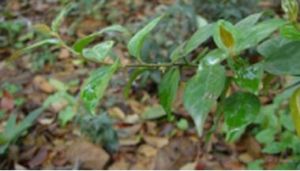 緣腺雀舌木 緣腺雀舌木