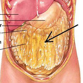 網膜[醫學術語]