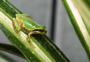 日本樹蟾 日本樹蟾
