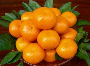 宜都蜜柑 宜都蜜柑