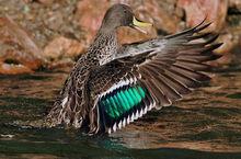 非洲黃嘴鴨(圖3)