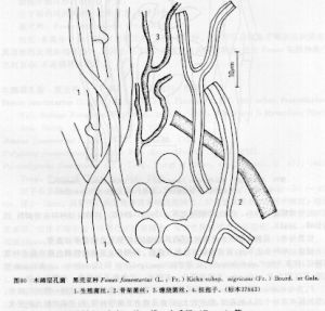 木蹄層孔菌黑殼亞種