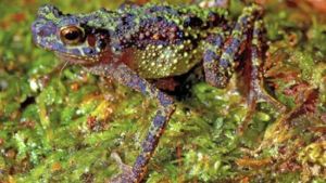 彩虹蟾蜍 彩虹蟾蜍