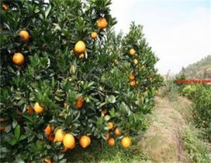 興國甜橙 興國甜橙