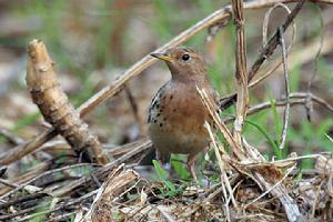 （圖）粉紅胸鷚