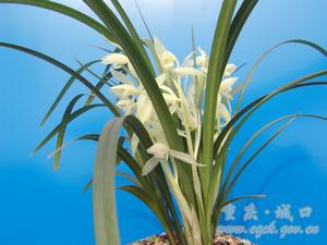 城口盆距蘭 城口盆距蘭