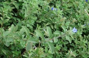 日本星花 日本星花