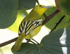 黑翅雀鵯爪哇亞種 黑翅雀鵯爪哇亞種