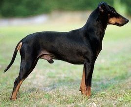 德國獵梗 德國獵梗