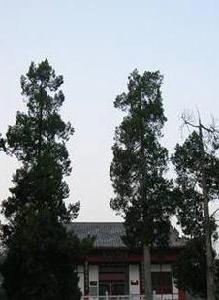 天下第一家 天下第一家