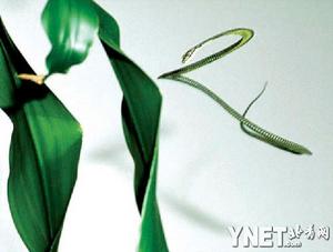 揭開飛蛇“飛翔”之謎:搖動肋骨產生動力(圖) 揭開飛蛇“飛翔”之謎:搖動肋骨產生動力(圖)