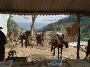 馬是人類的朋友