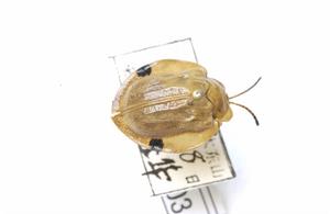 大鋸龜甲 大鋸龜甲