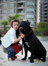 義大利卡斯羅犬