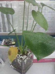 水培龜背竹 水培龜背竹