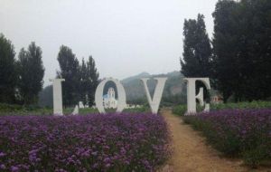 智博薰衣草莊園