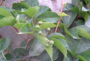 豬蹄甲子 豬蹄甲子